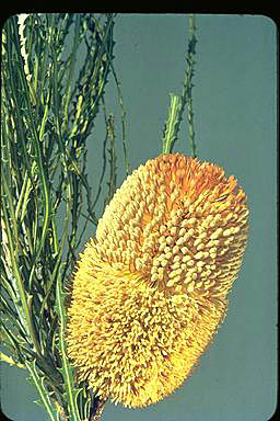 APII jpeg image of Banksia lullfitzii  © contact APII