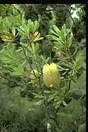 Photo of Banksia ornata - click for a bigger image