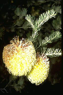 APII jpeg image of Banksia scabrella  © contact APII