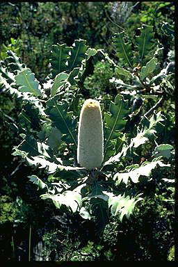 APII jpeg image of Banksia solandri  © contact APII