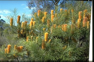 APII jpeg image of Banksia spinulosa var. collina  © contact APII