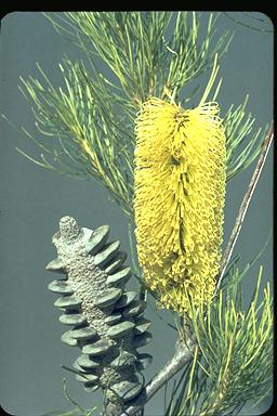 APII jpeg image of Banksia tricuspis  © contact APII