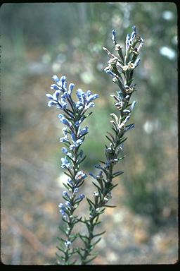 APII jpeg image of Conospermum coerulescens subsp. coerulescens  © contact APII