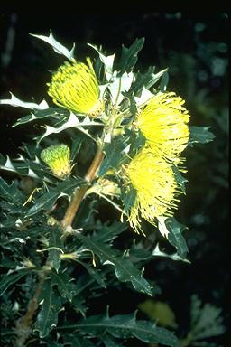 APII jpeg image of Banksia squarrosa subsp. squarrosa  © contact APII