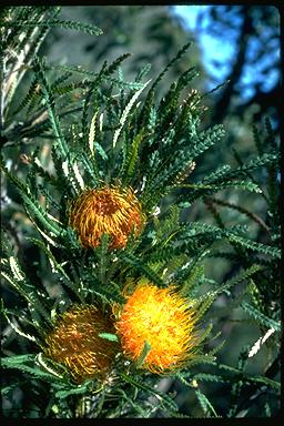 APII jpeg image of Banksia formosa  © contact APII