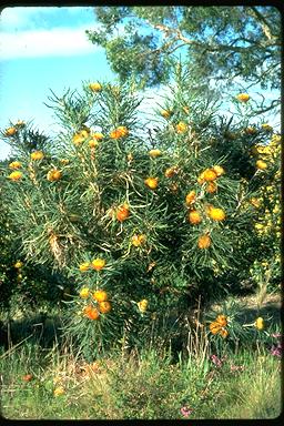 APII jpeg image of Banksia formosa  © contact APII