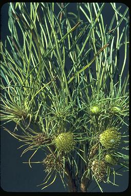 APII jpeg image of Banksia subulata  © contact APII