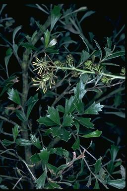 APII jpeg image of Grevillea acrobotrya subsp. acrobotrya  © contact APII