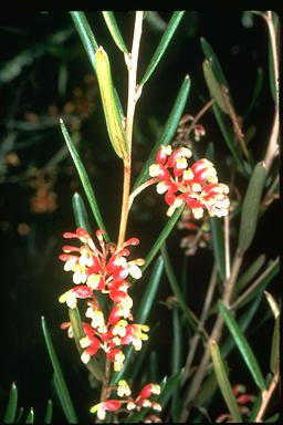 APII jpeg image of Grevillea aspera  © contact APII