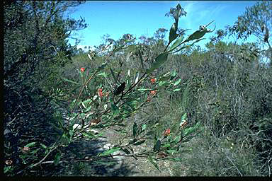 APII jpeg image of Grevillea macleayana  © contact APII