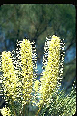 APII jpeg image of Grevillea candelabroides  © contact APII