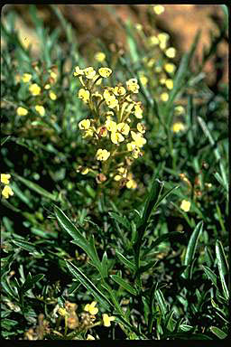 APII jpeg image of Grevillea cirsiifolia  © contact APII