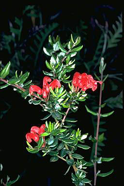 APII jpeg image of Grevillea depauperata  © contact APII