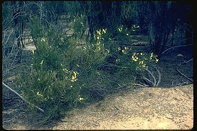 APII jpeg image of Grevillea didymobotrya subsp. didymobotrya  © contact APII