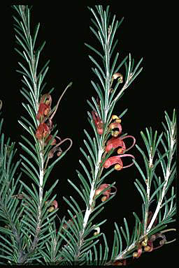 APII jpeg image of Grevillea disjuncta subsp. disjuncta  © contact APII