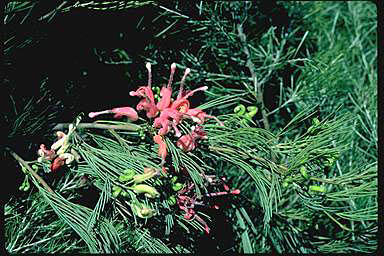 APII jpeg image of Grevillea erectiloba  © contact APII