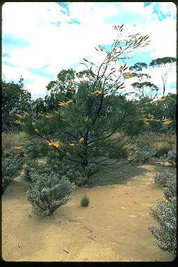 APII jpeg image of Grevillea excelsior  © contact APII
