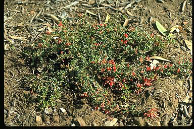 APII jpeg image of Grevillea fasciculata  © contact APII