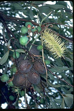 APII jpeg image of Grevillea glauca  © contact APII