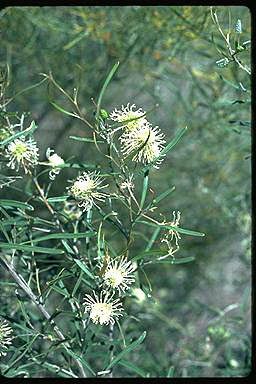 APII jpeg image of Grevillea commutata subsp. commutata  © contact APII