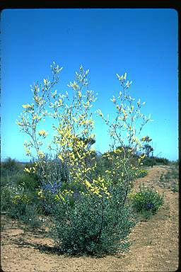 APII jpeg image of Grevillea shuttleworthiana subsp. obovata  © contact APII