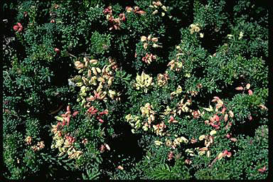 APII jpeg image of Grevillea lanigera  © contact APII