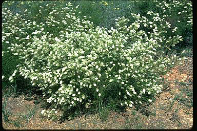 APII jpeg image of Grevillea leptopoda  © contact APII