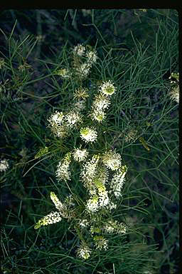 APII jpeg image of Grevillea leucoclada  © contact APII