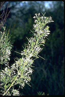 APII jpeg image of Grevillea paniculata  © contact APII