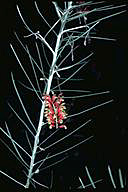 Grevillea parallelinervis - click for larger image