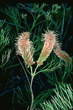 APII jpeg image of Grevillea petrophiloides  © contact APII