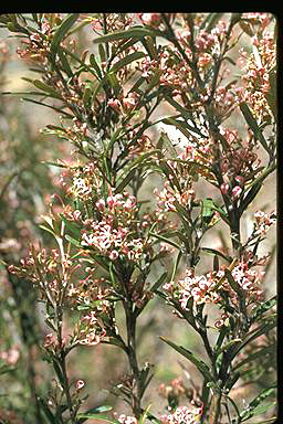 APII jpeg image of Grevillea quinquenervis  © contact APII