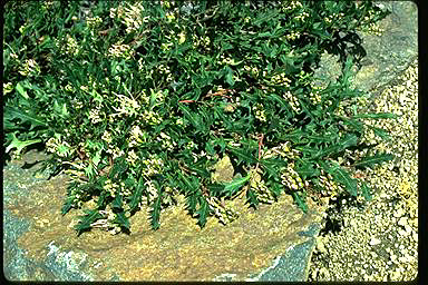 APII jpeg image of Grevillea renwickiana  © contact APII