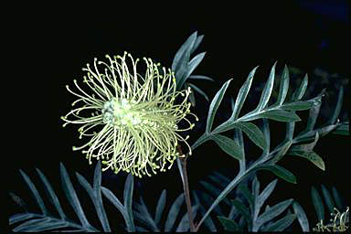 APII jpeg image of Grevillea sessilis  © contact APII