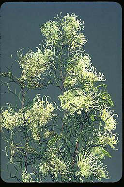 APII jpeg image of Grevillea teretifolia  © contact APII