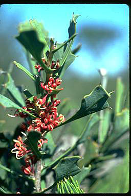 APII jpeg image of Hakea spathulata  © contact APII