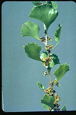 APII jpeg image of Hakea baxteri  © contact APII