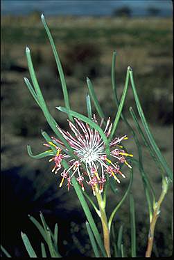 APII jpeg image of Isopogon scabriusculus subsp. scabriusculus  © contact APII