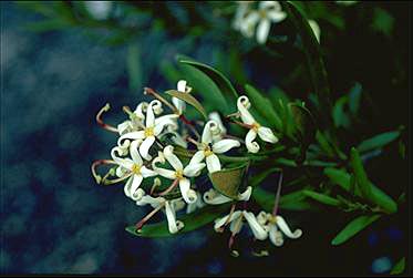 APII jpeg image of Lomatia polymorpha  © contact APII