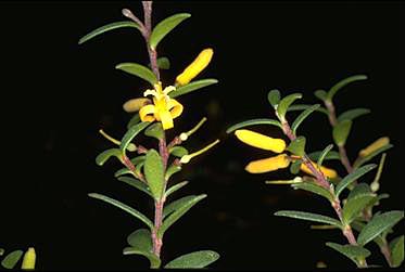 APII jpeg image of Persoonia asperula  © contact APII