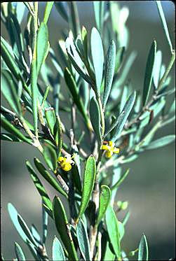 APII jpeg image of Persoonia brevirhachis  © contact APII