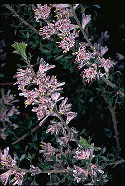 APII jpeg image of Petrophile biloba  © contact APII