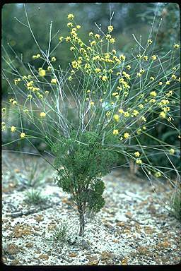 APII jpeg image of Stirlingia tenuifolia var. tenuifolia  © contact APII