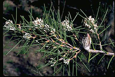 APII jpeg image of Hakea brookeana  © contact APII