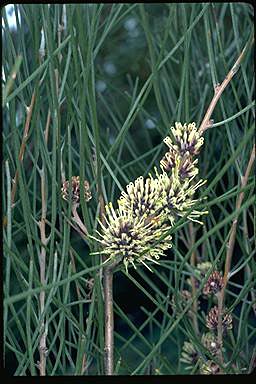 APII jpeg image of Hakea invaginata  © contact APII