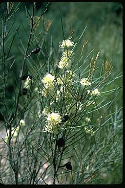 APII jpeg image of Hakea leucoptera subsp. leucoptera  © contact APII