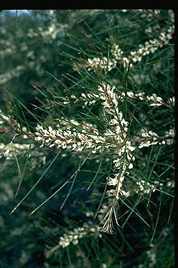 APII jpeg image of Hakea macraeana  © contact APII