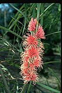 Hakea multilineata - click for larger image