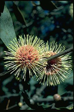 APII jpeg image of Hakea petiolaris  © contact APII