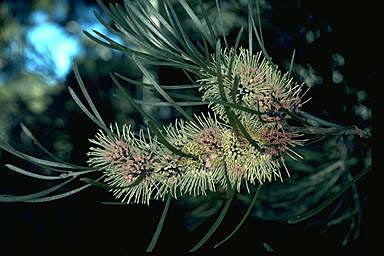 APII jpeg image of Hakea pycnoneura  © contact APII